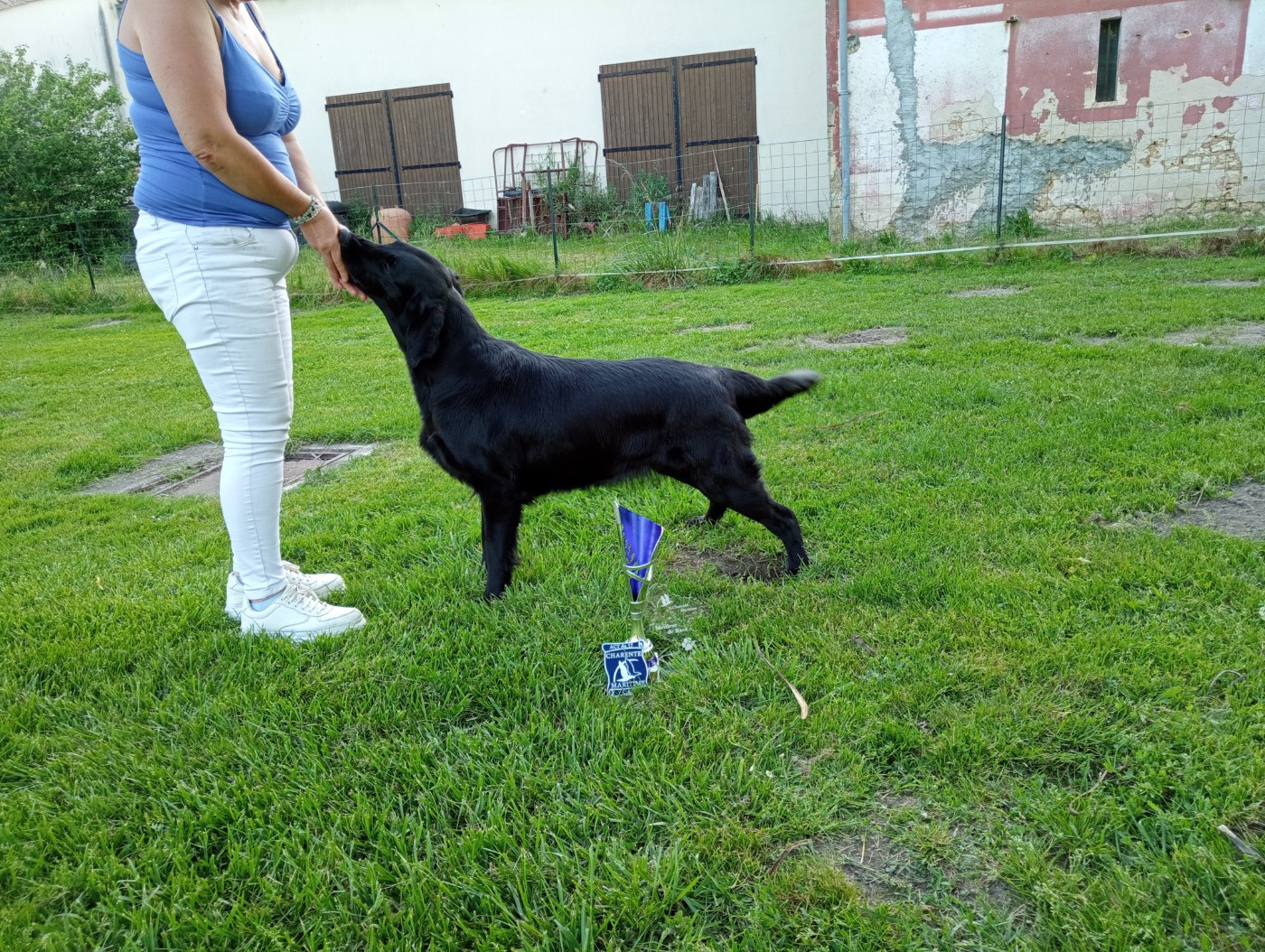 CH. Ursa major Des Anges De Brière